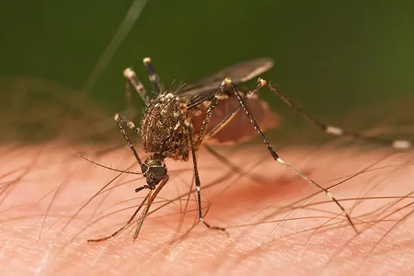 Mosquito Management Services What They Are and How They Can Help You